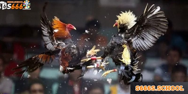 Các thể loại đá gà Tre được yêu thích nhấ