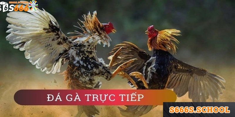 Trải nghiệm trực tuyến trên các địa chỉ cá cược online