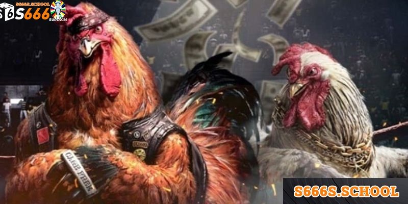 Đá Gà Campuchia - Những Trải Nghiệm Khác Biệt Tại S666