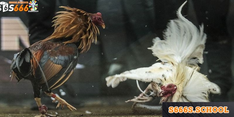 Đá Gà Tre - Những Trận Chiến Nảy Lửa Không Nên Bỏ Qua