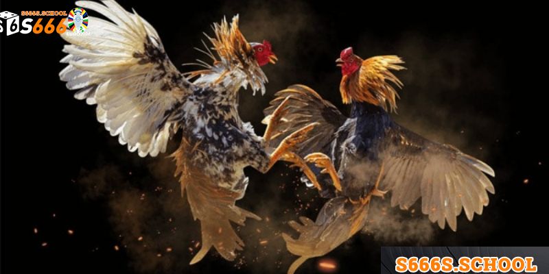 Khám phá về đá gà đòn c1 Thomo cực kỳ hấp dẫn