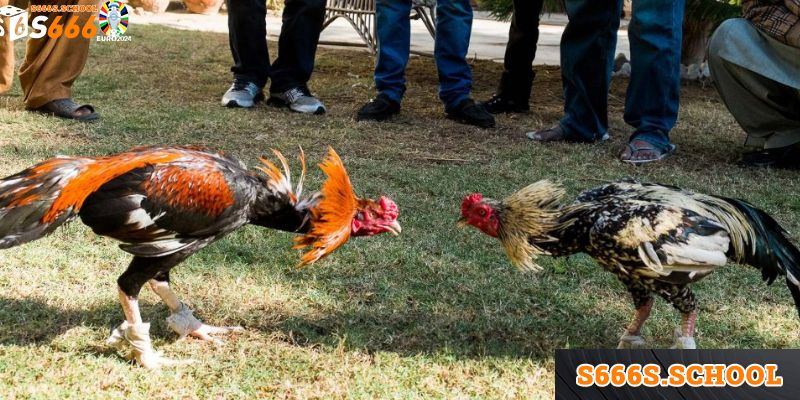 Các thể loại đá gà Thomo được yêu thích nhất