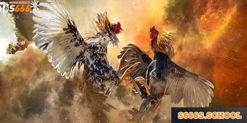 Những ưu điểm vượt trội chỉ có tại hình thức đá gà Thomo