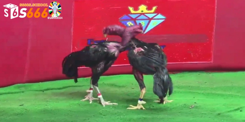 Mẹo dự đoán kèo đấu hiệu quả nhất khi tham gia C1