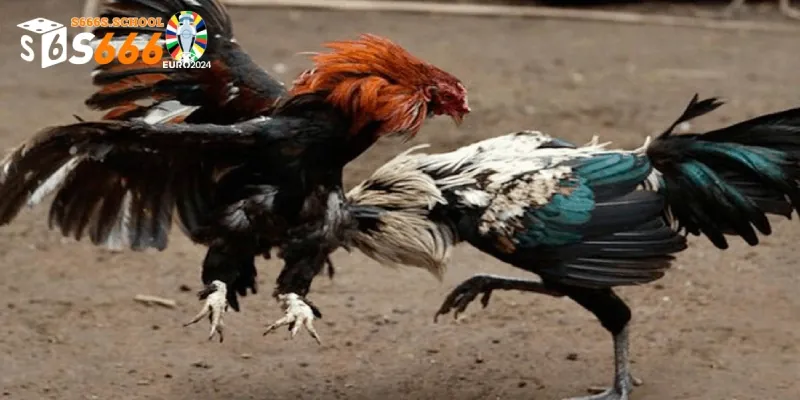 Kỹ năng đã xạ luôn trở thành tiêu điểm trong các giải đấu