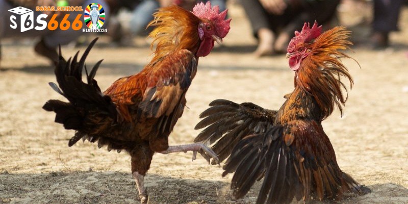 Hiểu rõ về luật chơi chọi gà
