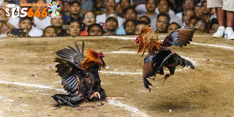 Ưu điểm khi tham gia cá cược tại hình thức trực tuyến