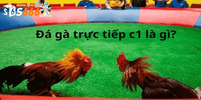 Tổng quan về giải đấu gà chọi C1 đỉnh cao