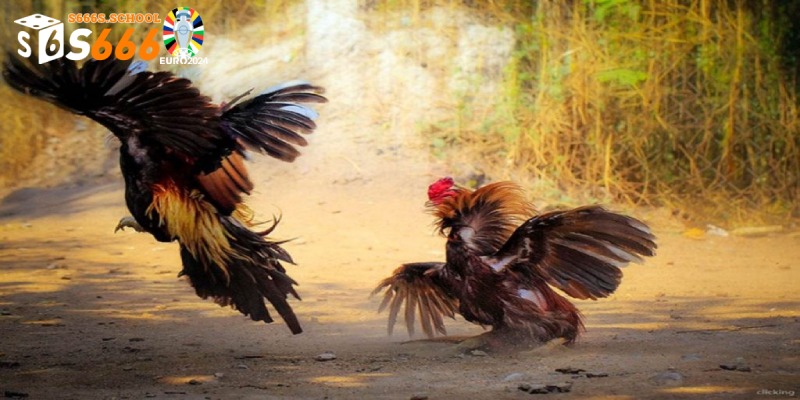 Trực Tiếp Đá Gà Đòn - Giây Phút Giải Trí Đỉnh Cao