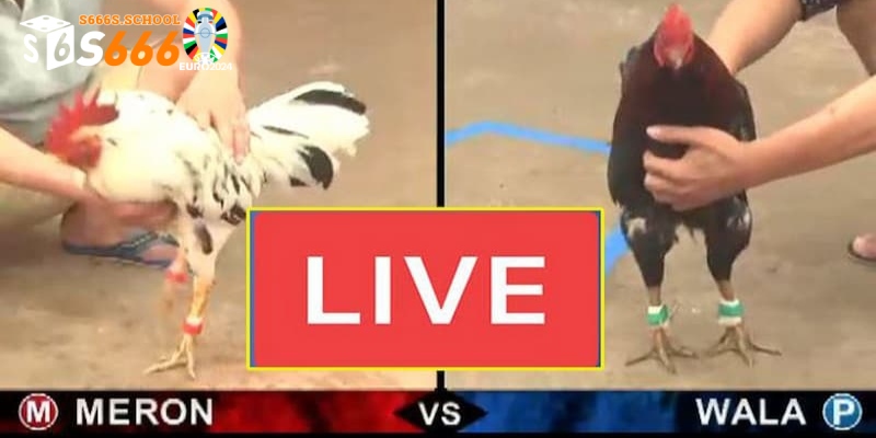 Trực Tiếp Gà Chọi C1 - Theo Dõi Những Trận Chiến Quyết Liệt