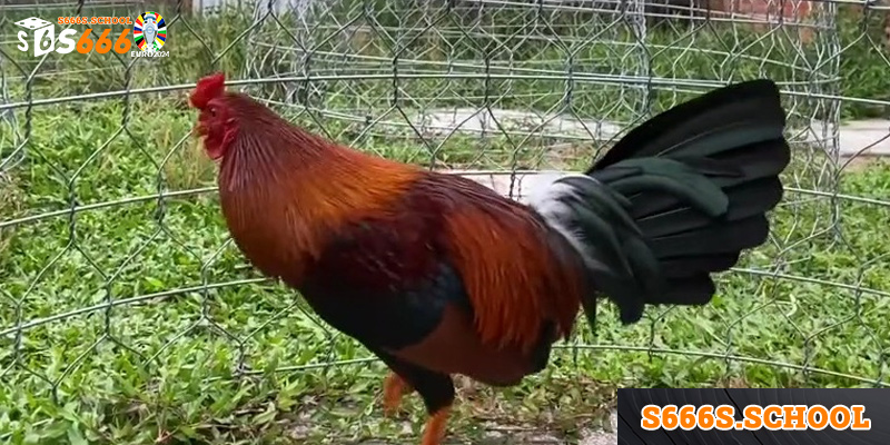 Những lý do giúp gà asil luôn nhận được sự yêu thích của giới chơi gà