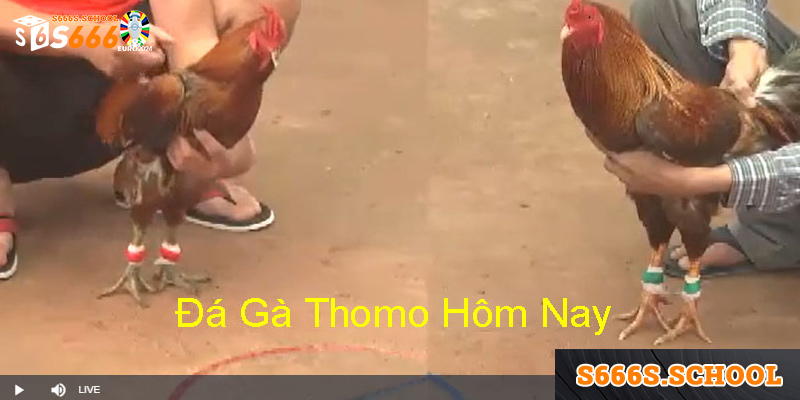 Tổng quan về trực tiếp trường gà Thomo