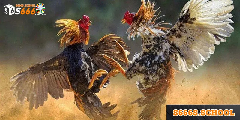 Tuân thủ các bước huấn luyện và lưu ý từ nhà cái để tạo nên chiến kê bất bại cho riêng mình
